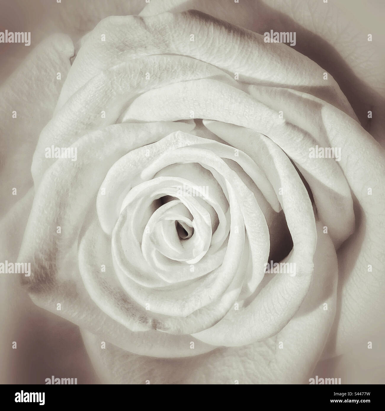 Eine kreative und stimmungsvolle Nahaufnahme einer weißen Rose – kreisförmige Blütenblätter, die ein einzigartig schönes Blumenbild erzeugen. Liebe? Glück? Freude? Tod? Beerdigung? Foto ©️ COLIN HOSKINS. - Smartphone-aufgenommenes Stockfoto