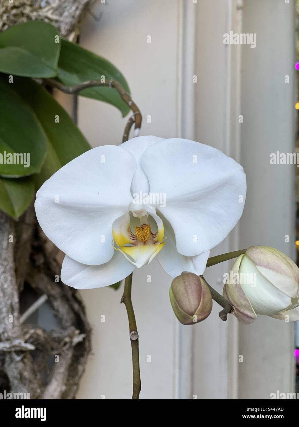 Brillante weiße Orchidee im Innenhof in Palm Beach, Florida Stockfoto