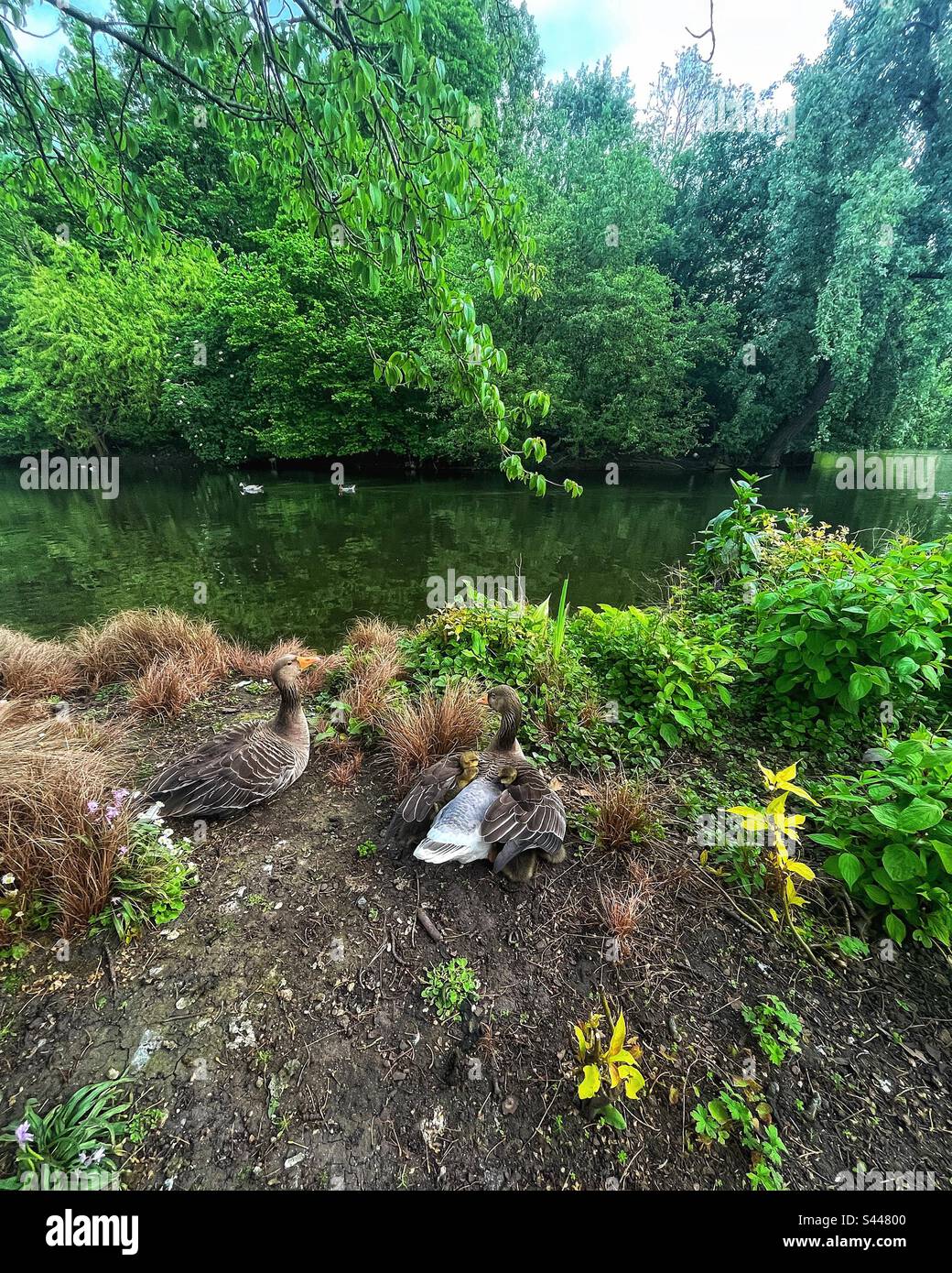 Graugans und Gänse am Seeufer im St. James's Park in London. Diese wilden Gänse schützen ihren jungen Glanz hier unter den Flügeln Stockfoto