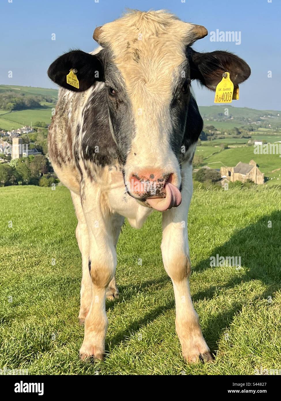 Bullock steckt Zunge in seine Nase, während er an einem warmen Sommerabend in Abbotsbury, Dorset, England, auf einem grünen Feld steht Stockfoto