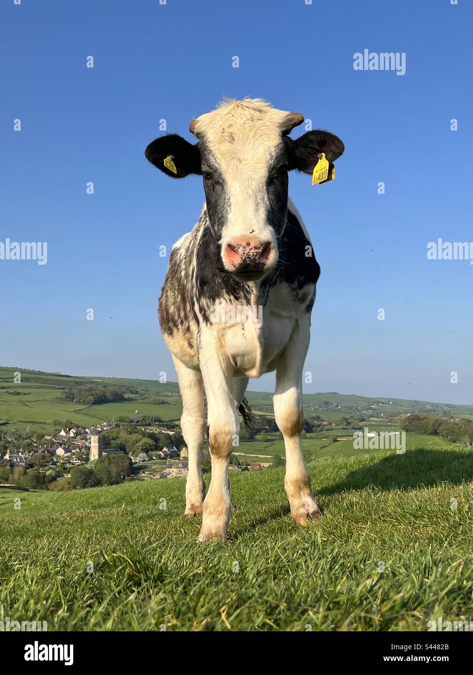 Freundliche Kuh steht auf den grünen Feldern in den Hügeln über Abbotsbury, Dorset, England Stockfoto