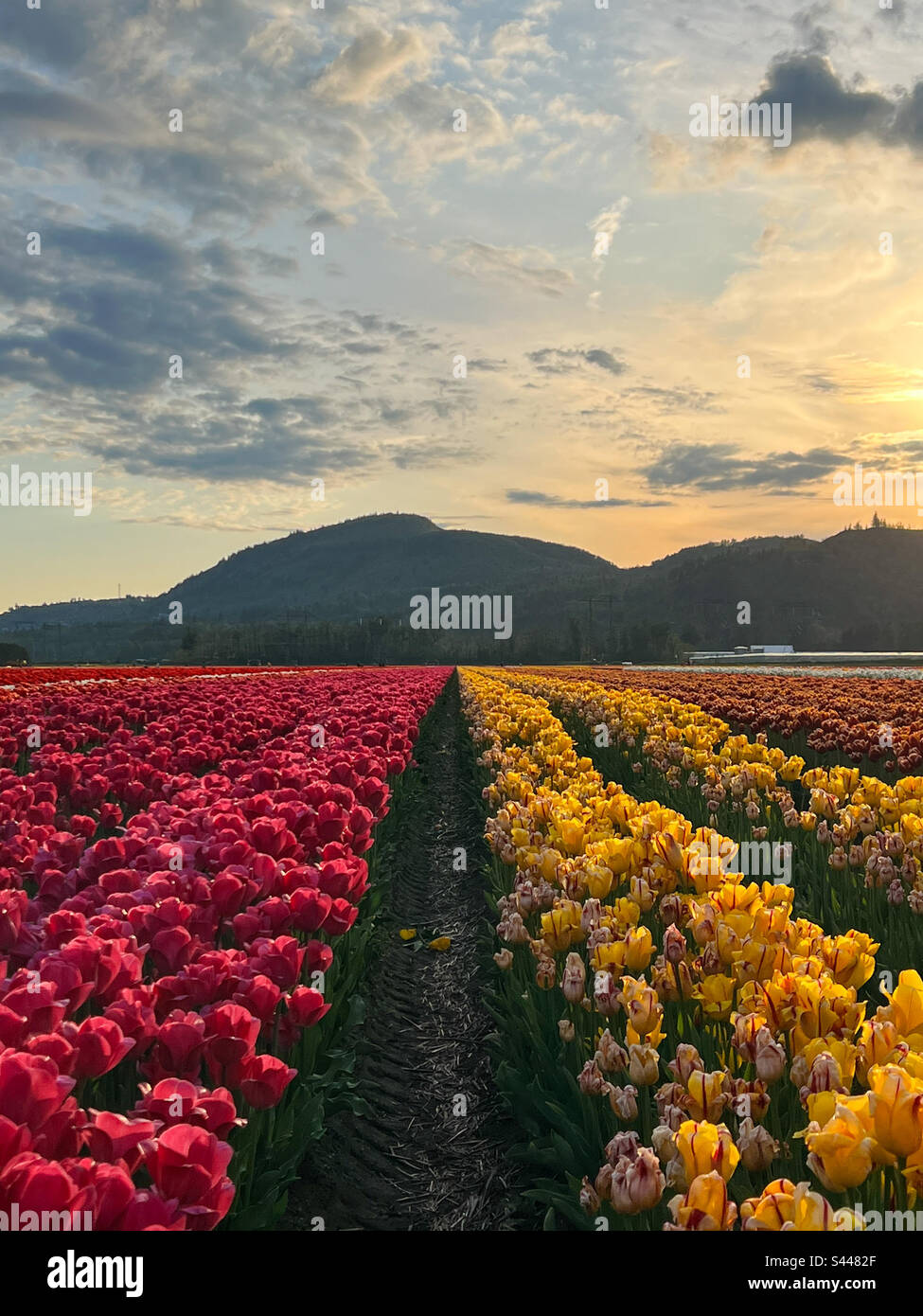 Reihen von Tulpen Stockfoto