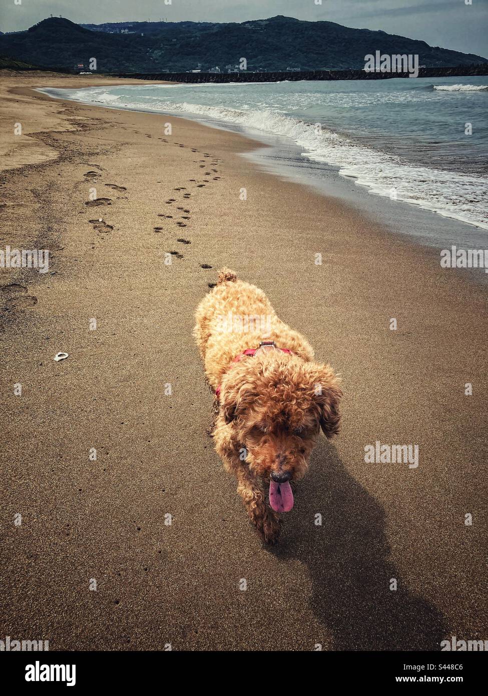 Schokoladenpudel läuft am Strand in Richtung der Kamera entlang und hinterlässt eine lange Linie von Pfotenabdrücken im Sand hinter ihm. Stockfoto