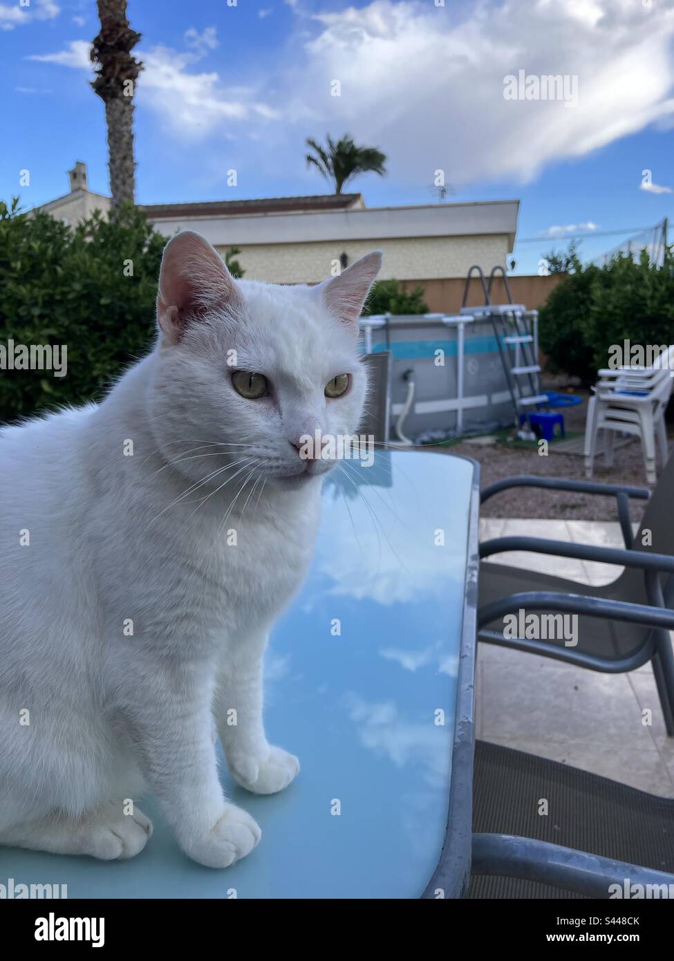 Weiße Katze genießt die Sonne auf einem Tisch im Garten Stockfoto