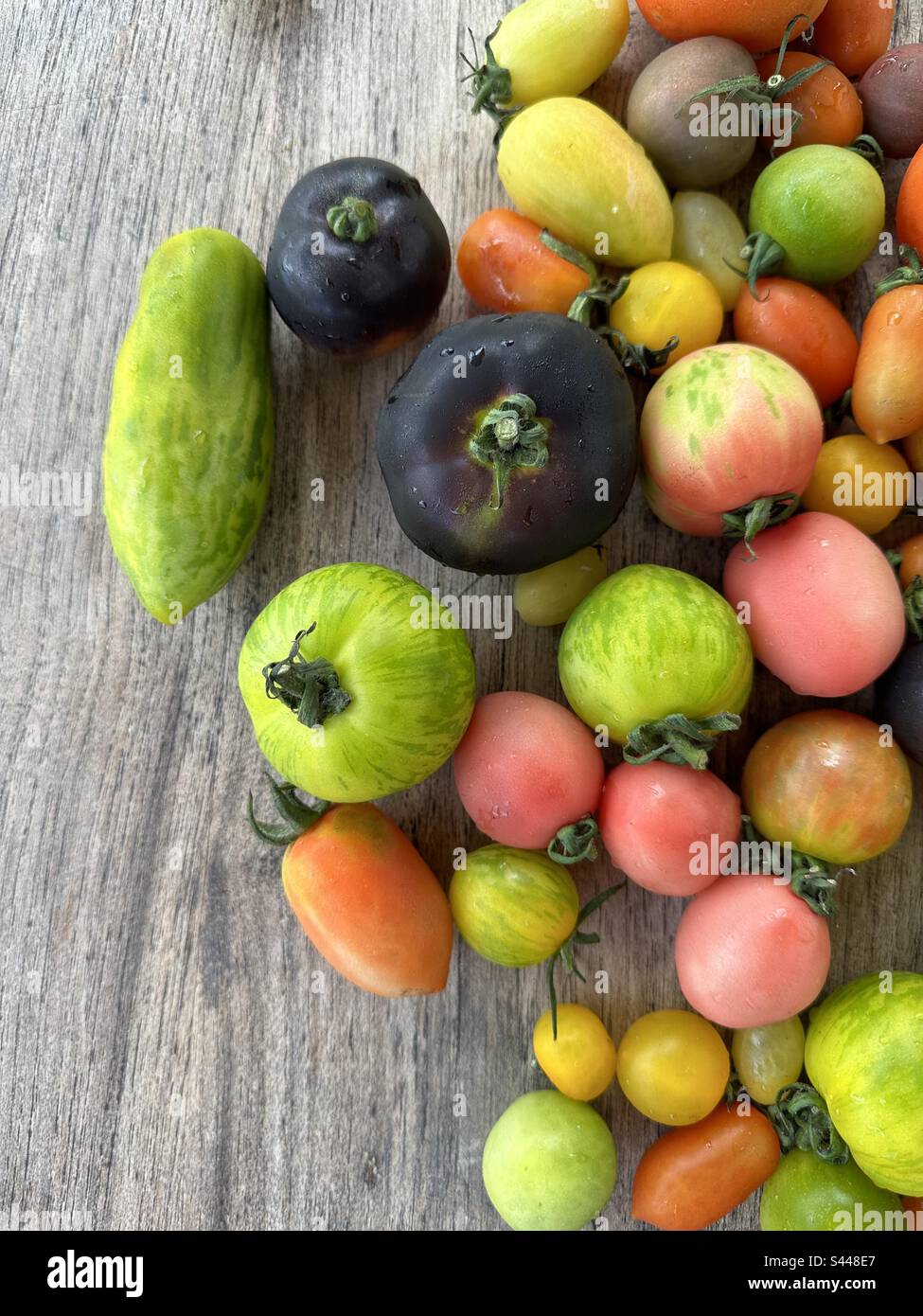 Bunte Tomaten Stockfoto