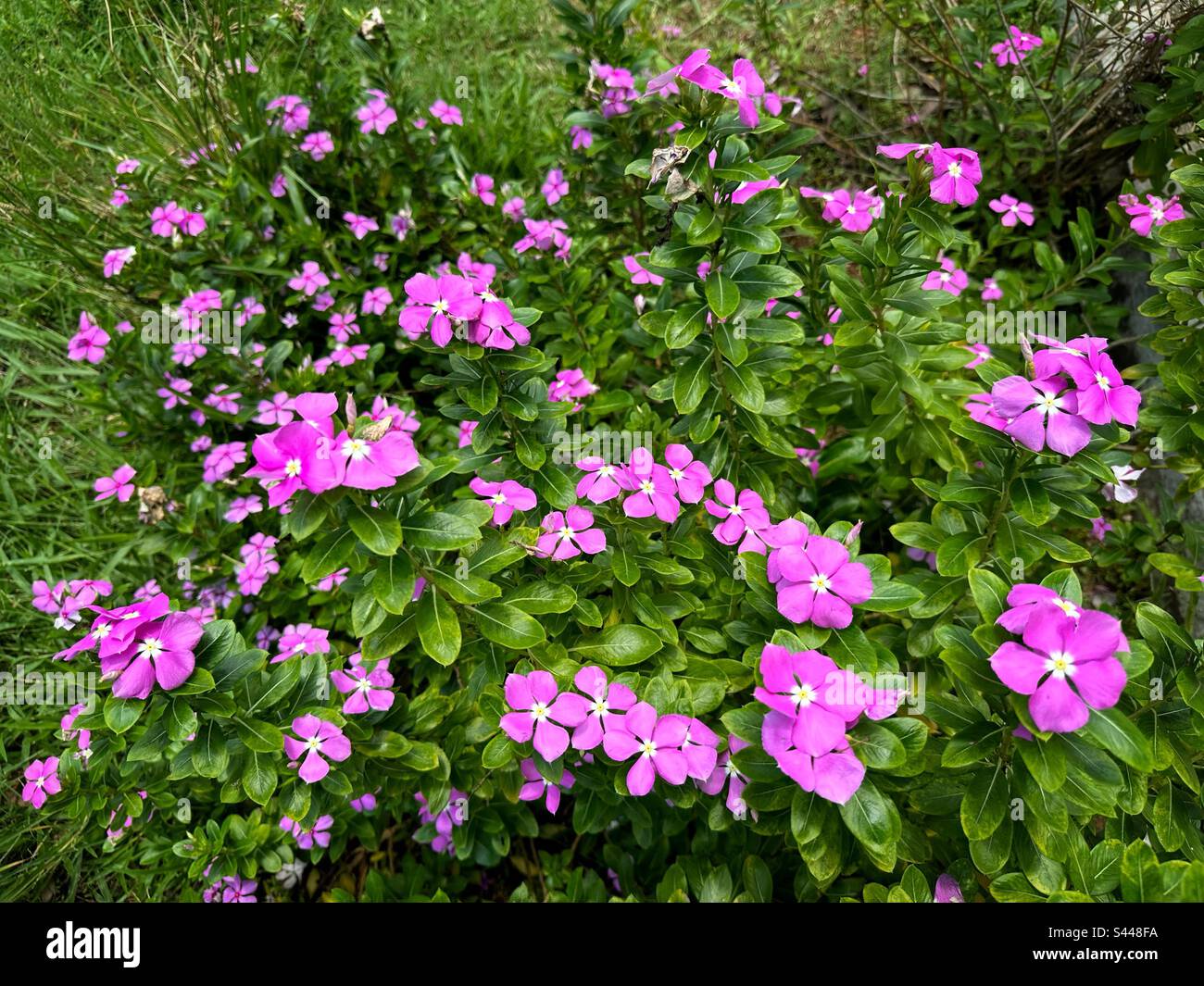 Rosa Vinca Rosea Blumen im Garten Stockfoto