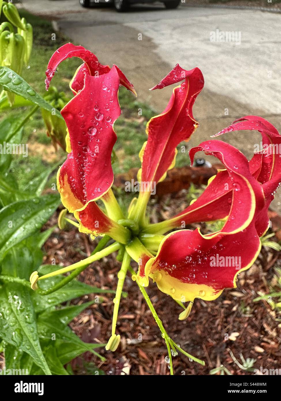 Gloriosa superba ist eine Blumenpflanzenart der Familie Colchicaceae. Gebräuchliche Namen sind Flammenlilie, Kletterlilie, schleichende Lilie, gloriosa Lilie, tigerklauen, feuert Lily. Stockfoto