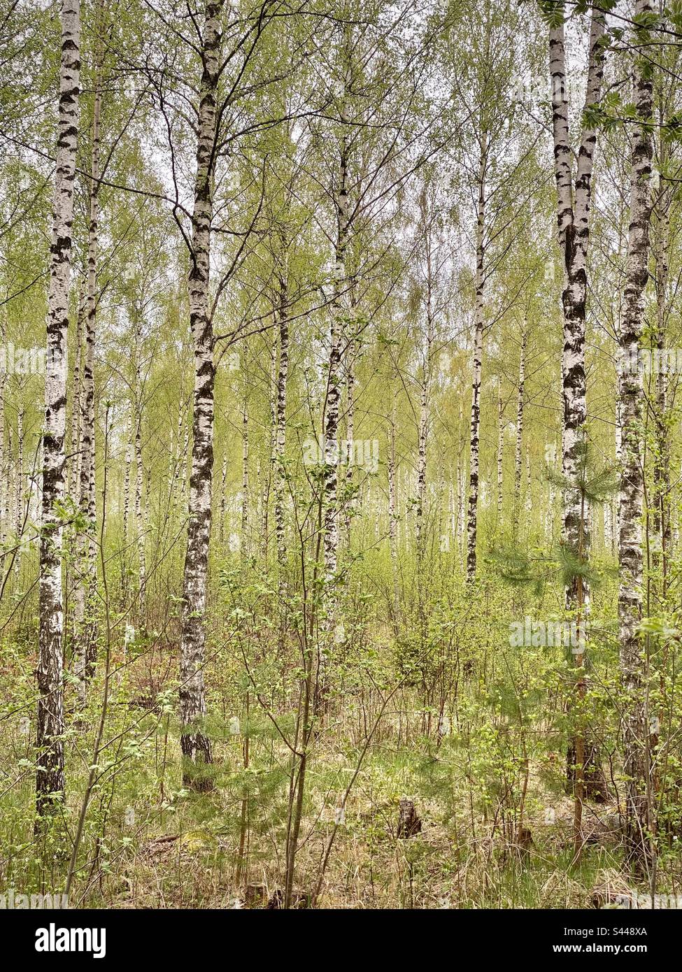 Ein dichter Birkenwald bricht mit dem Frühling auf den skandinavischen nordischen Åland-Inseln in der Ostsee Finnlands in grüne Blüte ein - Smartphone-aufgenommenes Stockfoto