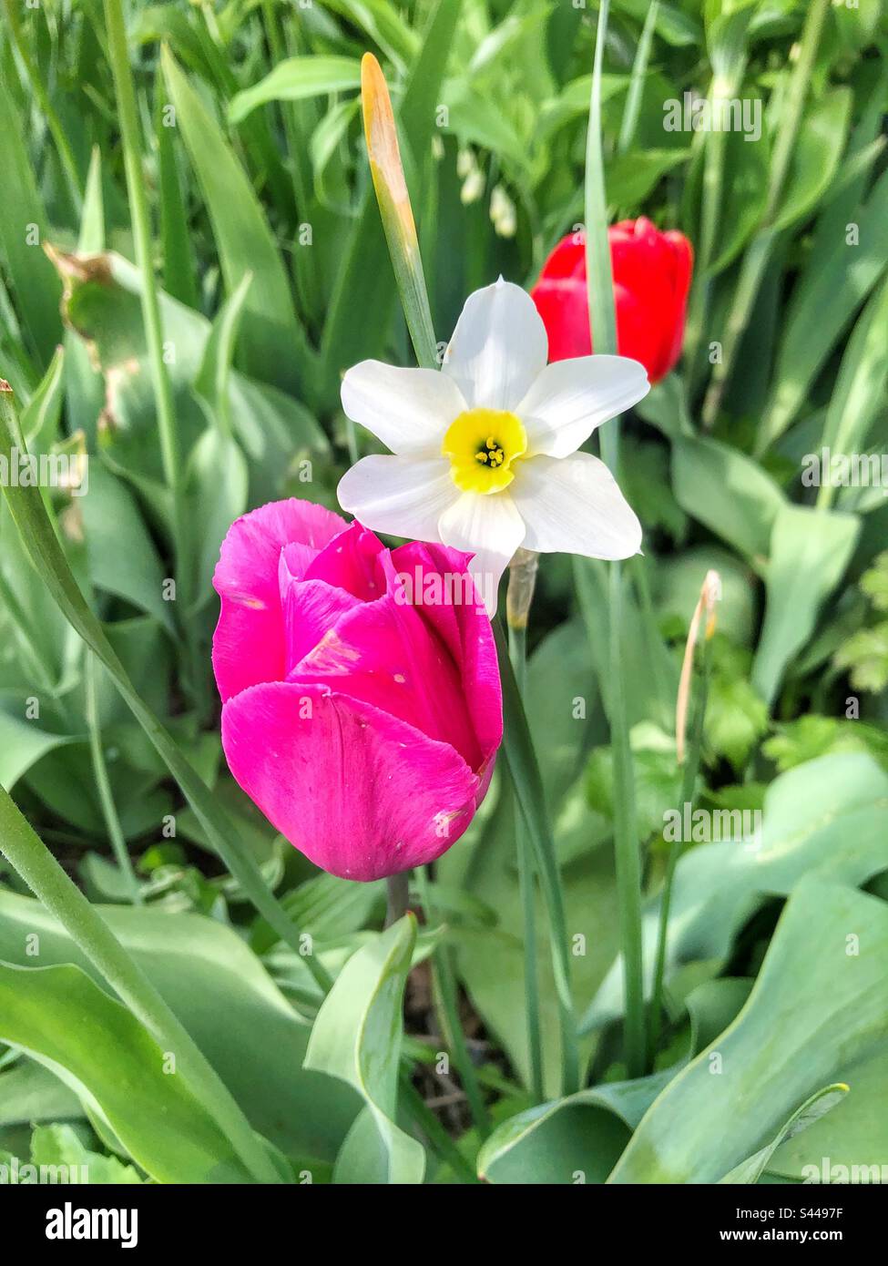 Drei Frühlingsblumen blühen. Stockfoto