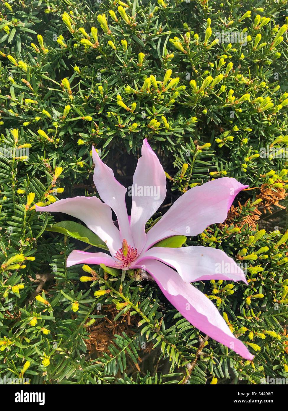 Eine rosa Magnolienblüte in einem immergrünen Baum. Stockfoto