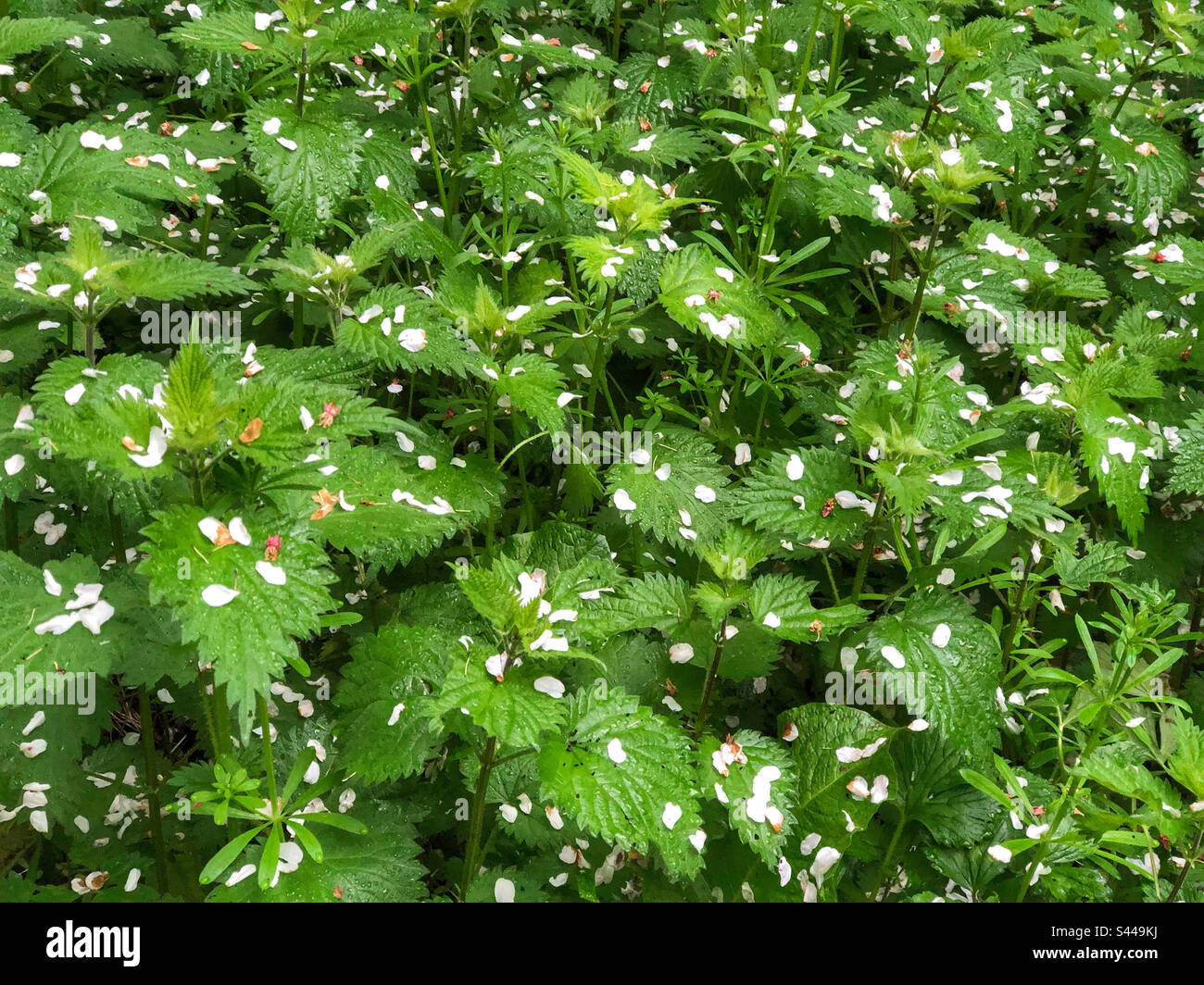 Brennnessel im Frühling bedeckt mit Hawthorn-Blüten - Smartphone-aufgenommenes Stockfoto