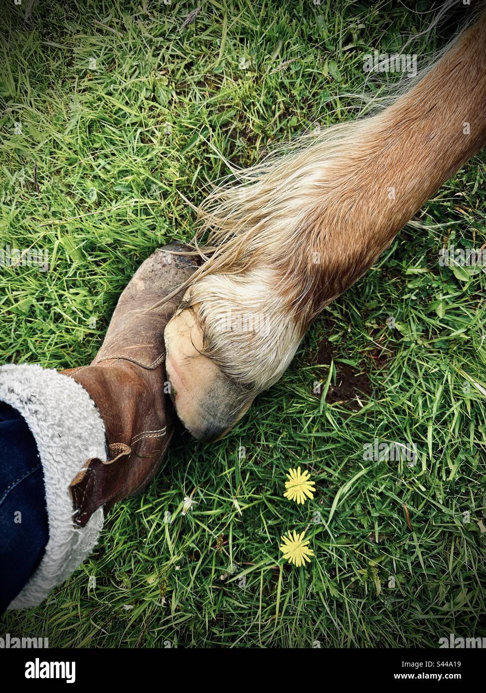 Eine Verbindung zwischen Pferd und Mensch Stockfoto