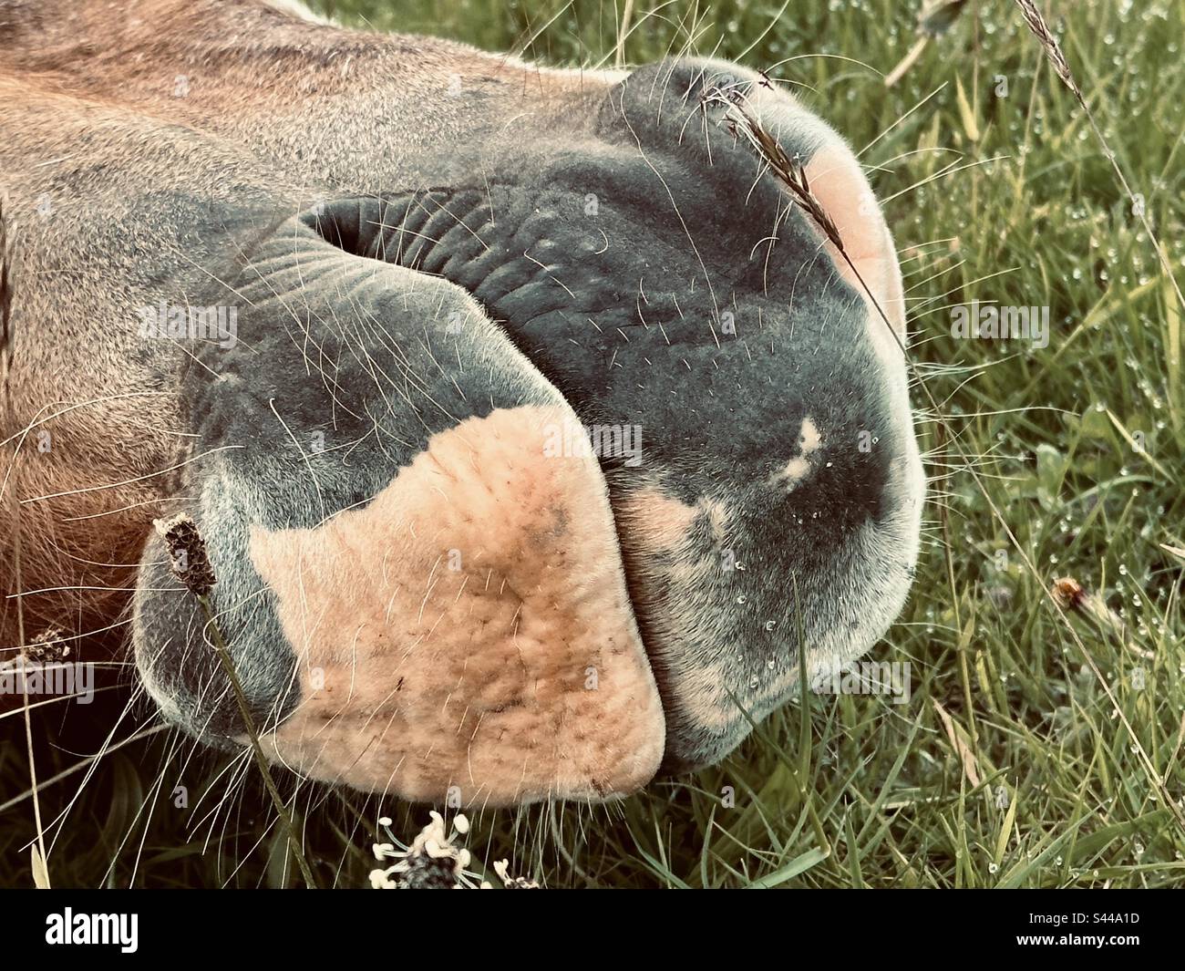 Pony-Muzzle Im Schlaf Stockfoto