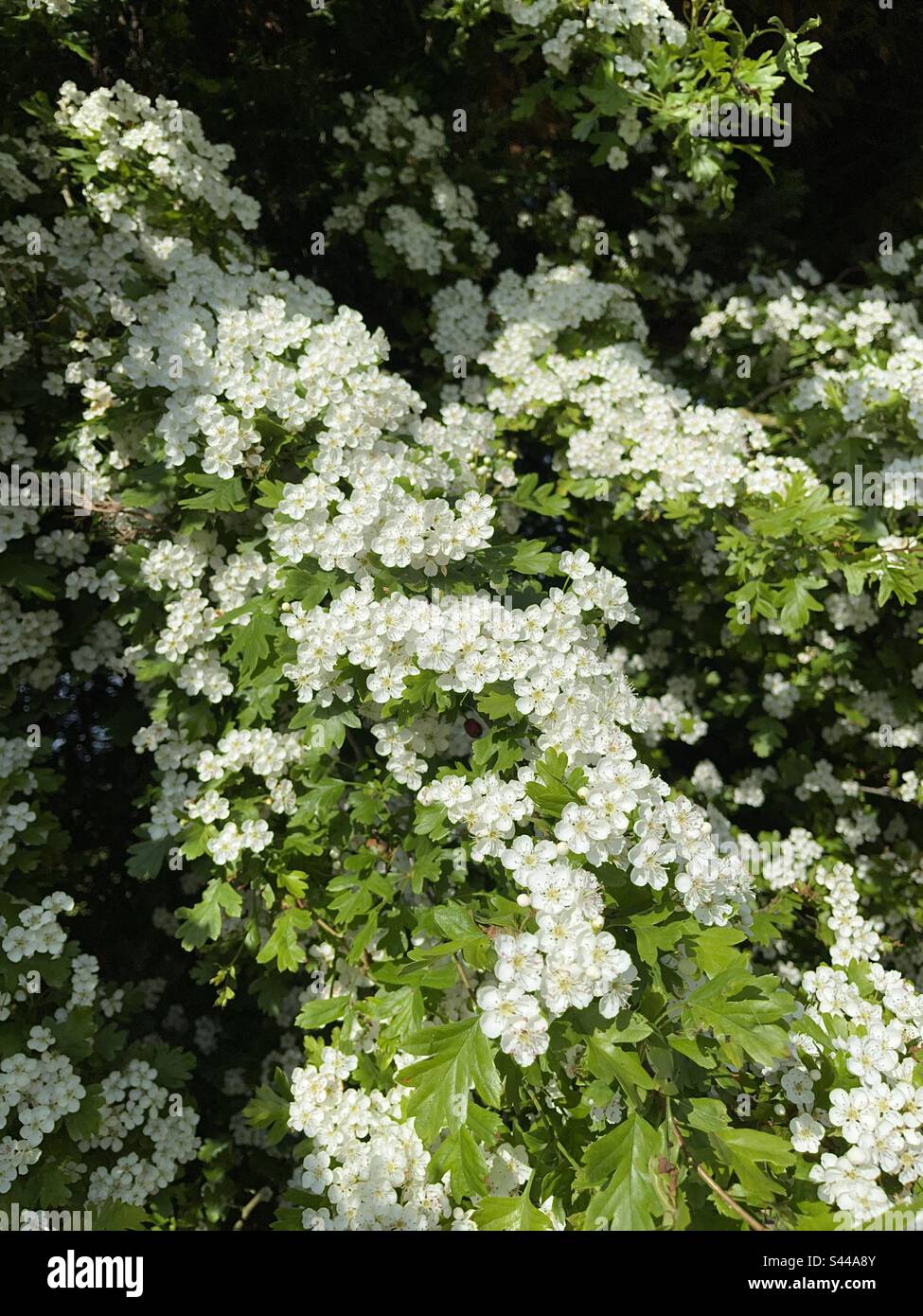 Weißer Weißdorn Blüte genannt Mai Blüte auf Weißdorn Baum. Diagonale Zusammensetzung. Hintergrund. Stockfoto