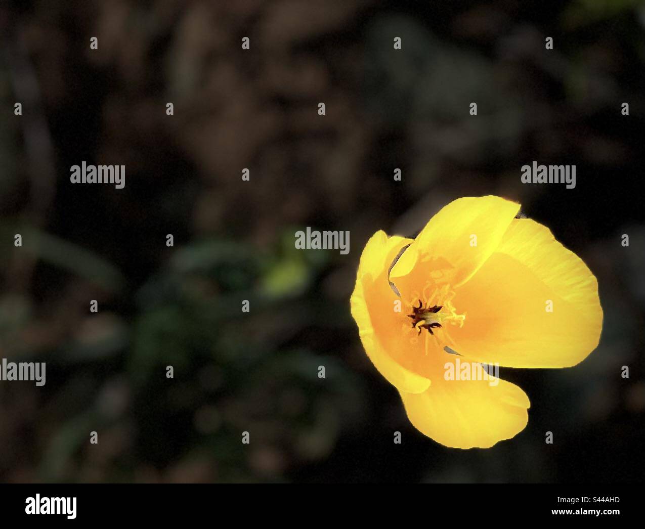 Hellgelber Mohn, Wildblumen, Arizona, Porträtmodus, Bühnenbeleuchtung Stockfoto