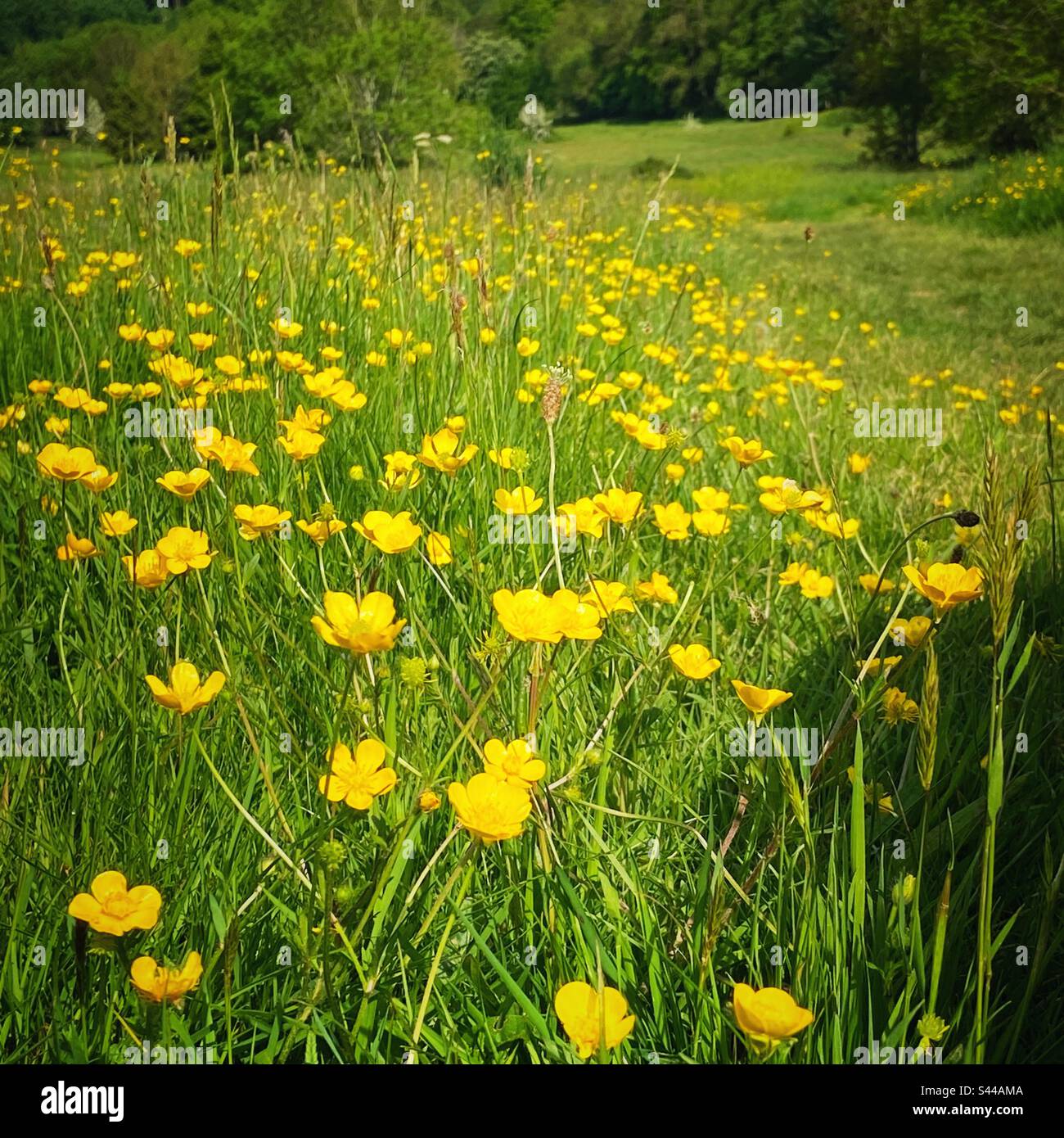 Meadow Buttercups, Malvern Wells Common, Malvern, Worcestershire Stockfoto