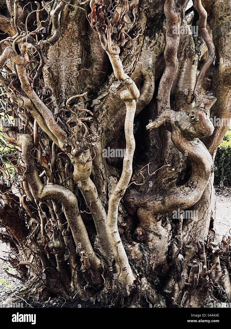 Alten knorrigen Baum Stockfoto