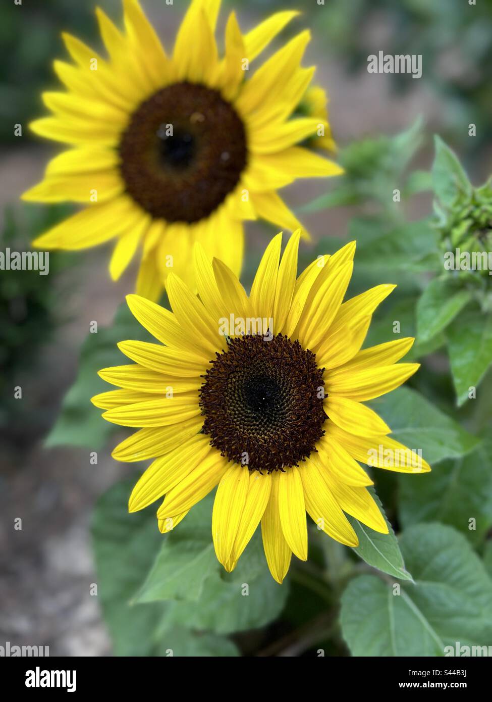 Zwei große Sonnenblumen Stockfoto