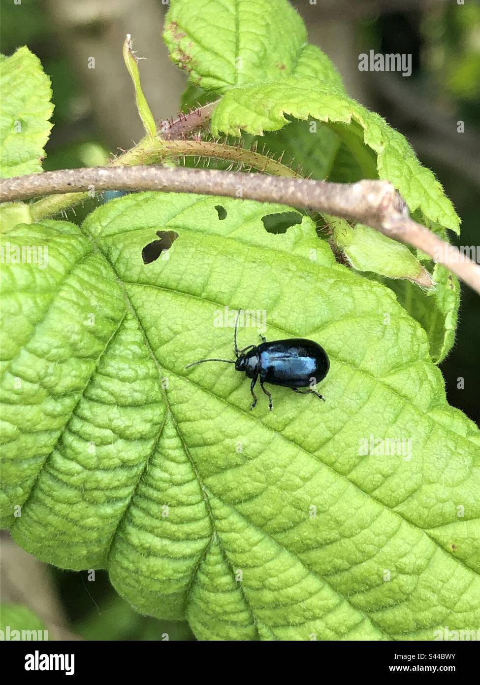 Blauer, schillernder Käfer Stockfoto