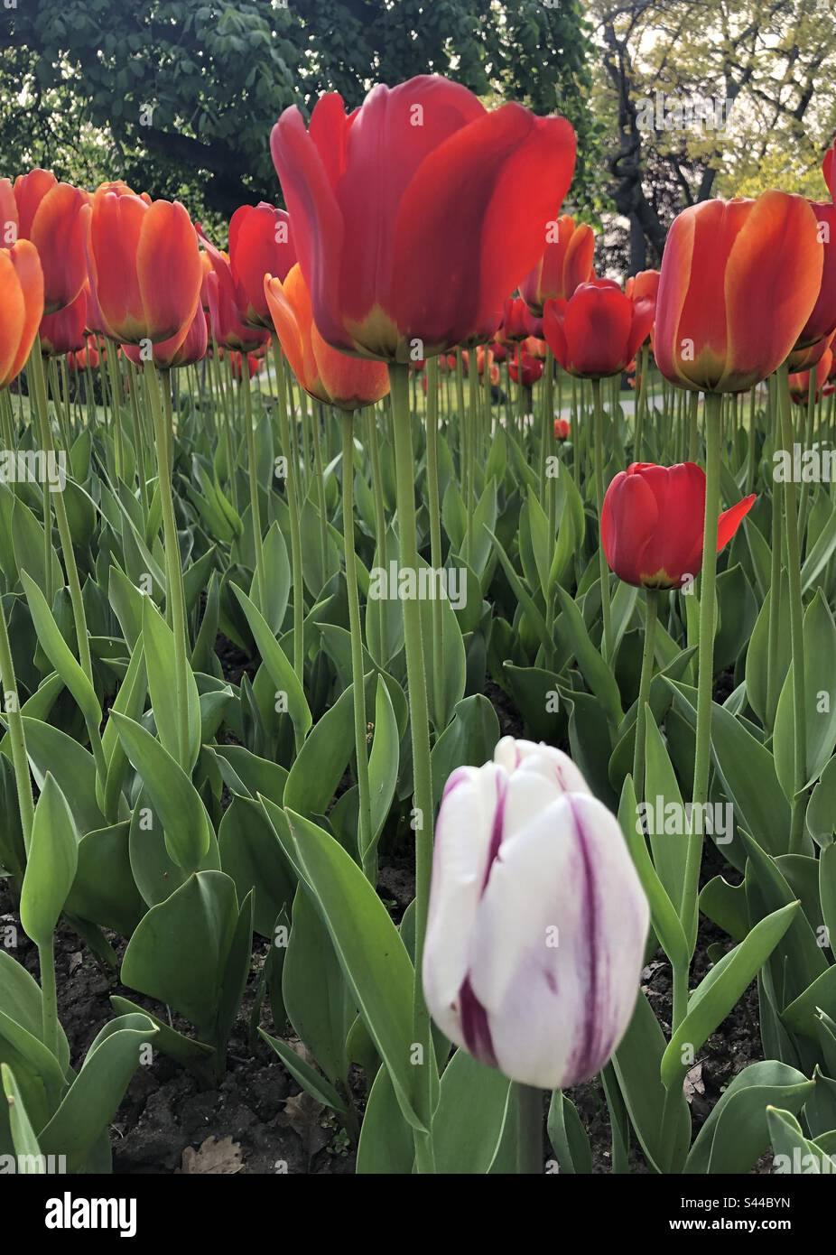 Nahaufnahme von blühenden Tulpen. Stockfoto