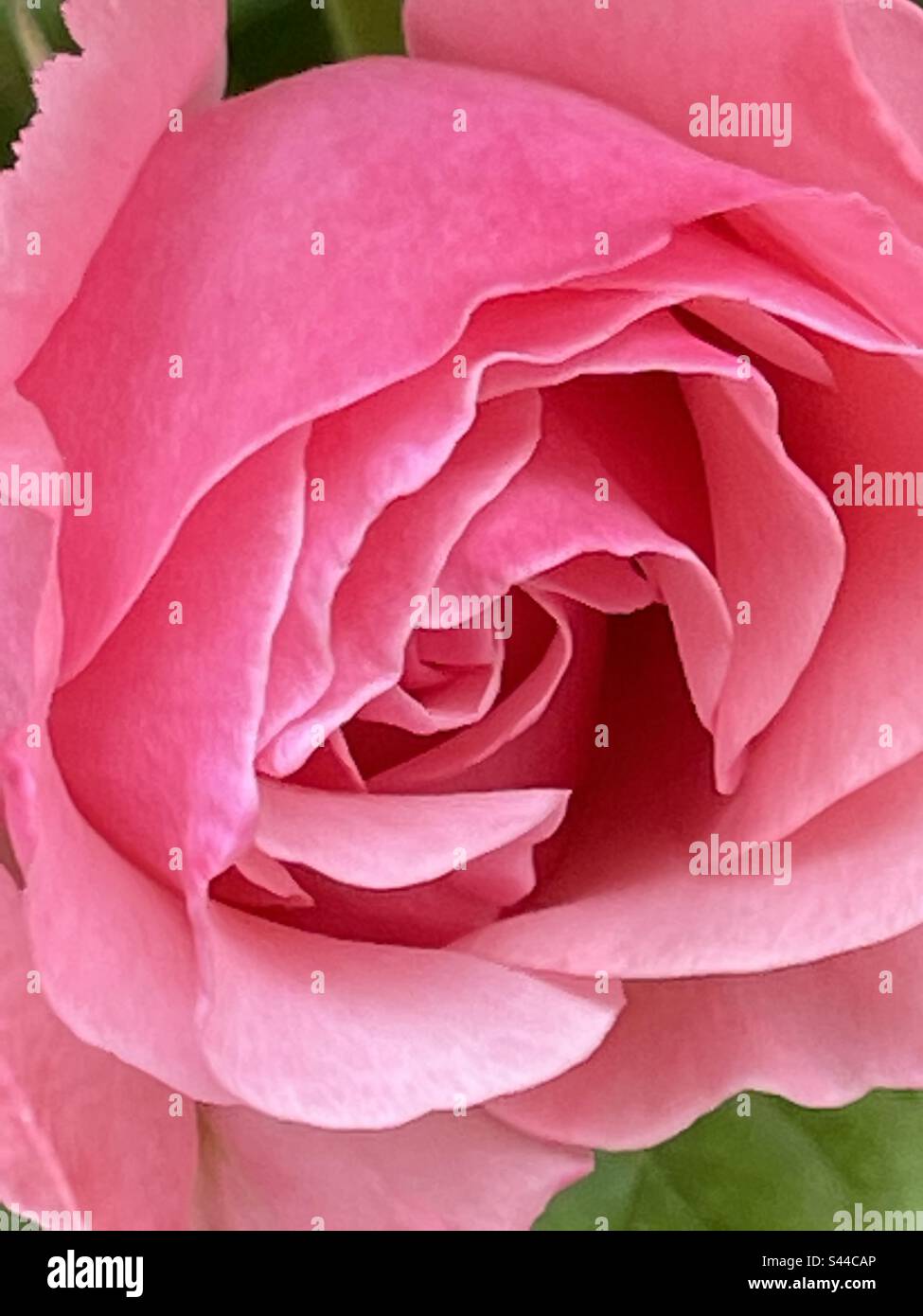 Rosa Rose. Schließen Sie die Ansicht. - Smartphone-aufgenommenes Stockfoto