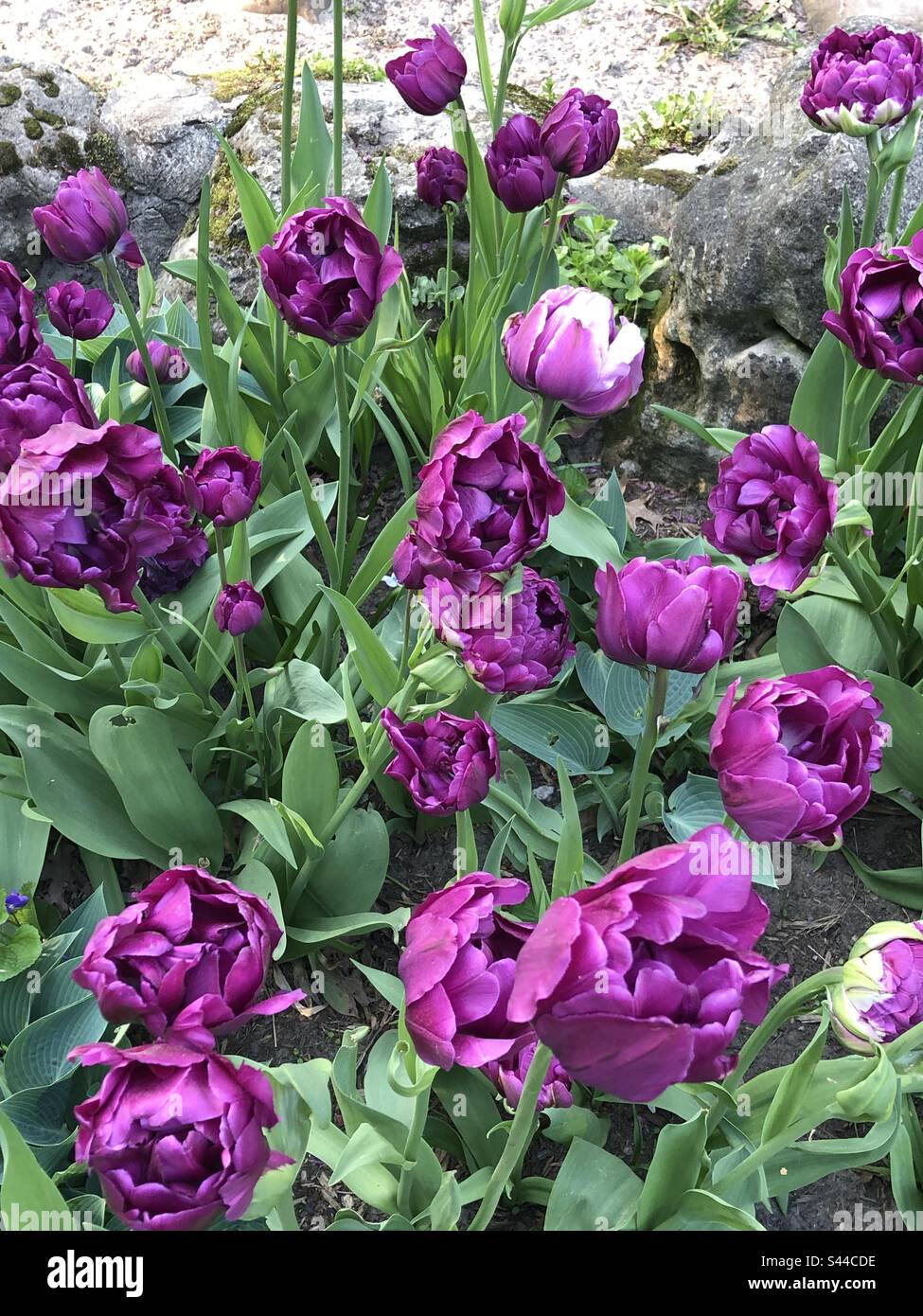 Eine Gruppe lila Tulpen. Stockfoto