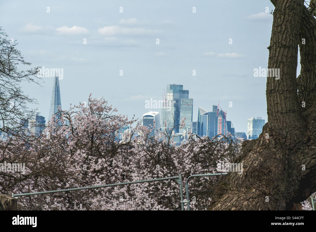 London in Blüte - Smartphone-aufgenommenes Stockfoto