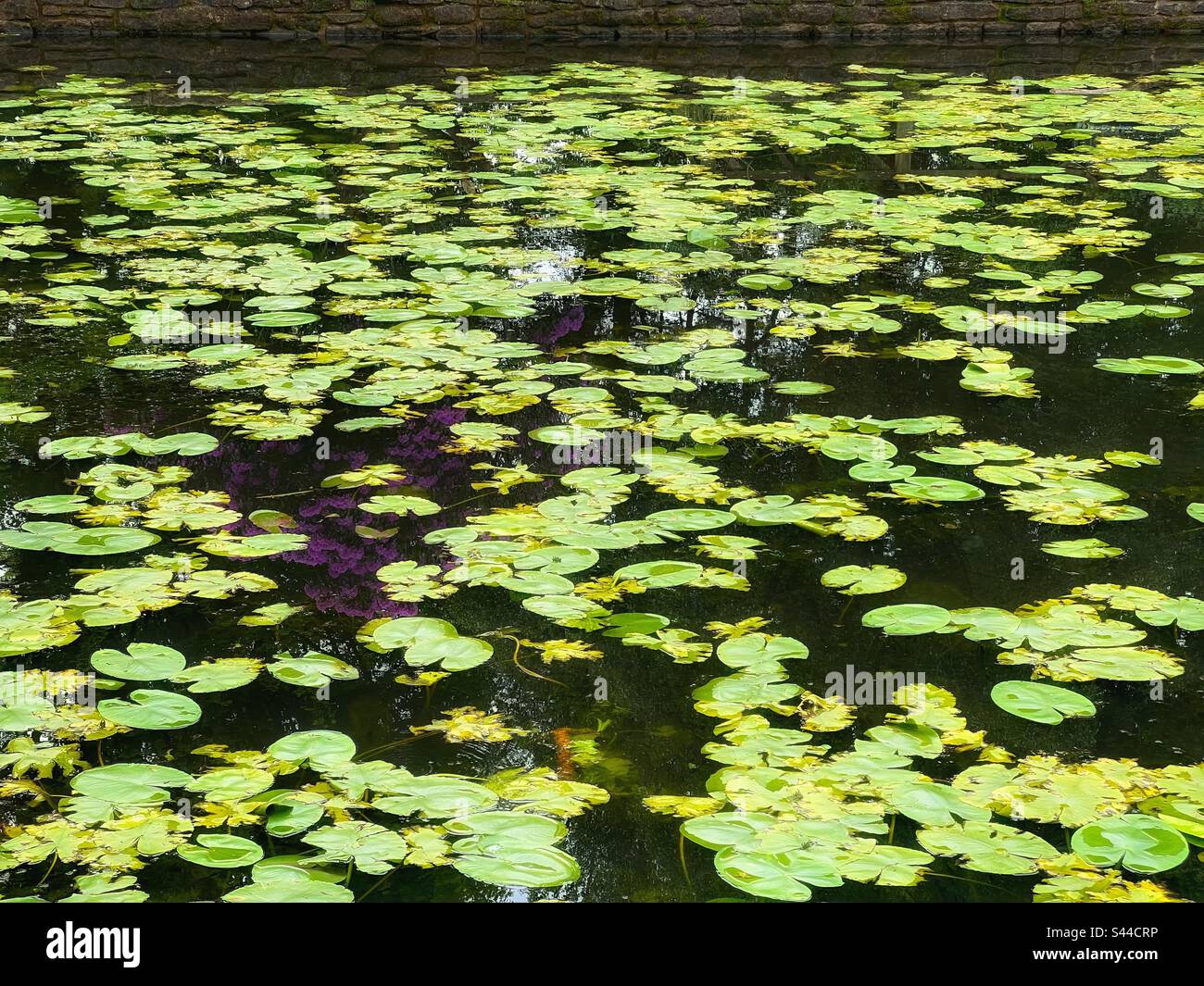 Wasserlilien im Witton Park, Blackburn Stockfoto