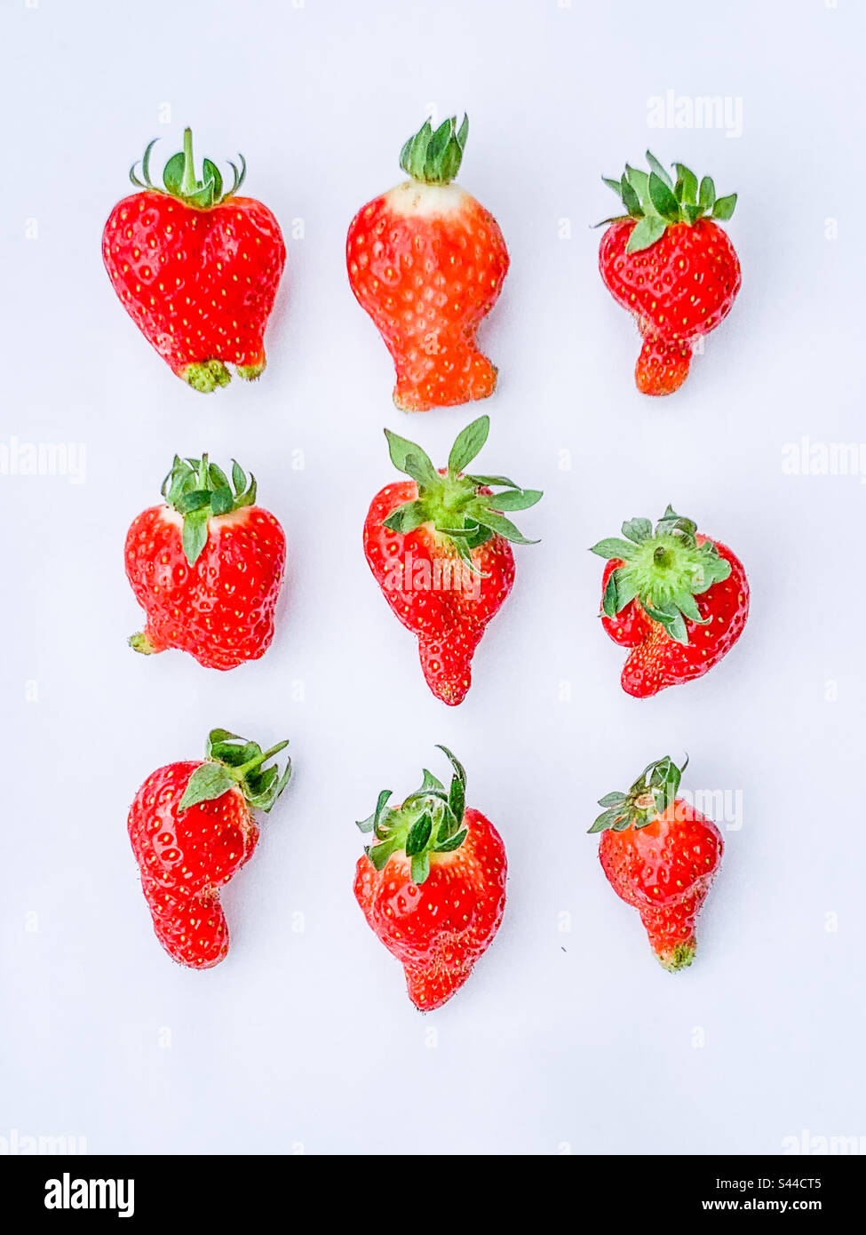 Neun Wonky-Erdbeeren auf weißem Hintergrund - Bio-Früchte Stockfoto