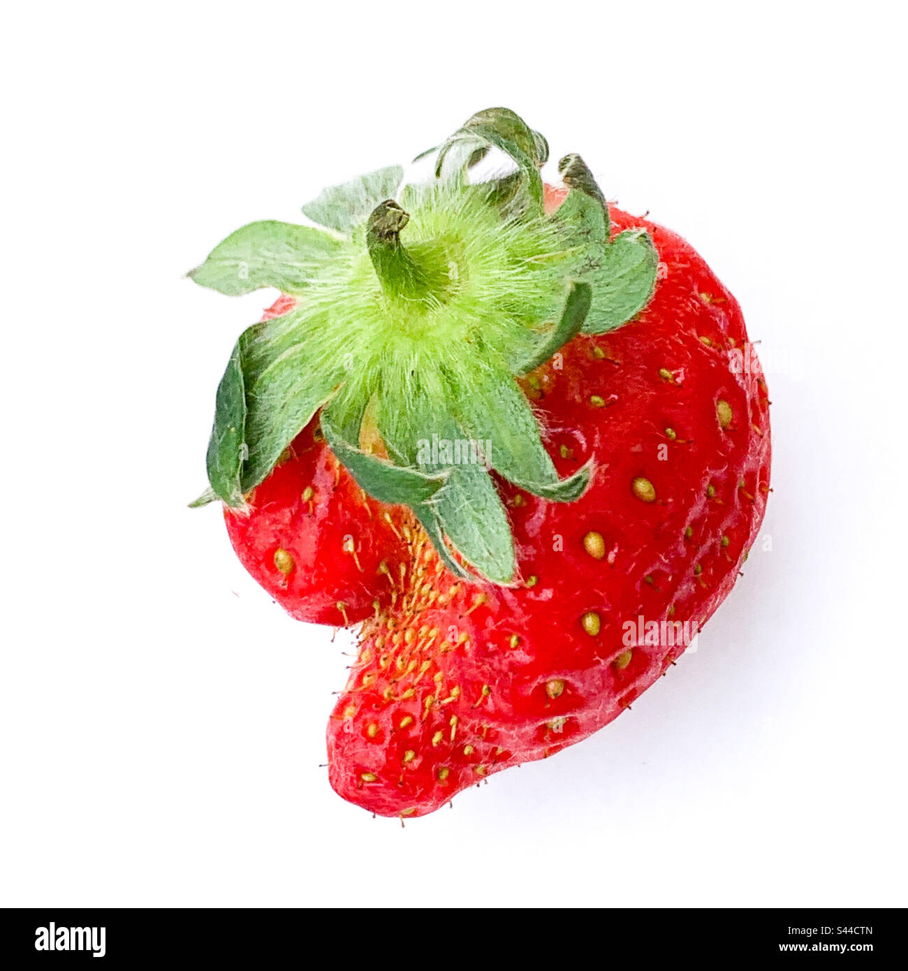 Wonky Strawberry auf weißem Hintergrund – Bio-Früchte Stockfoto