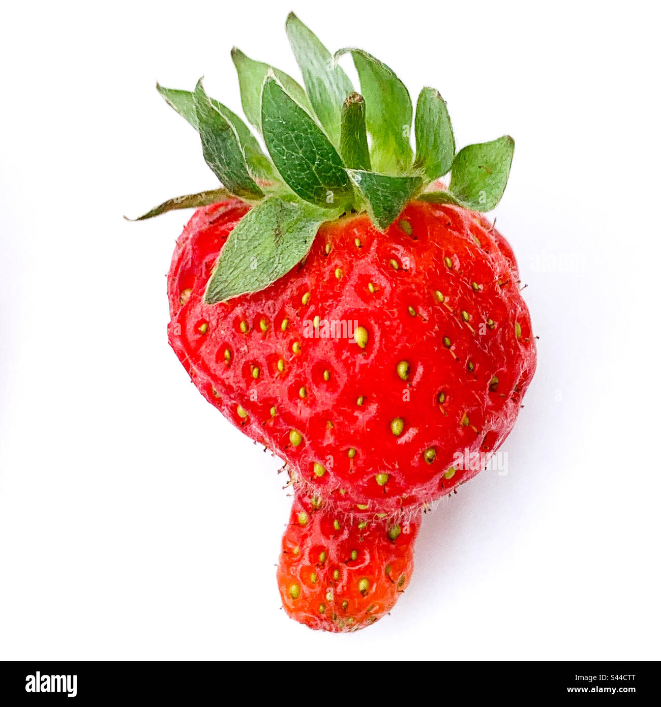 Wonky Strawberry auf weißem Hintergrund – Bio-Früchte Stockfoto