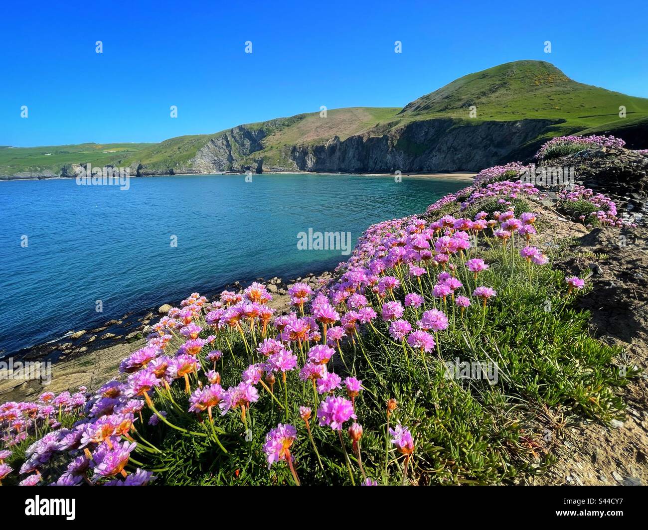 Sea Pink oder Thrift (Armeria maritima), die auf einer Klippe auf Ynys Lochtyn, Llangrannog, Ceredigion, West Wales, Mai wachsen. Stockfoto