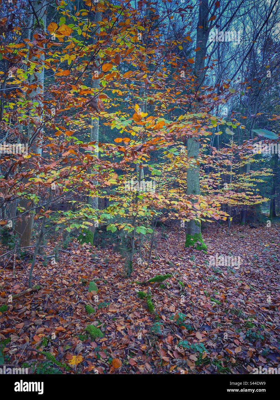 Herbstfarbene Bäume umgeben von trockenen Blättern im Süden Münchens. - Smartphone-aufgenommenes Stockfoto