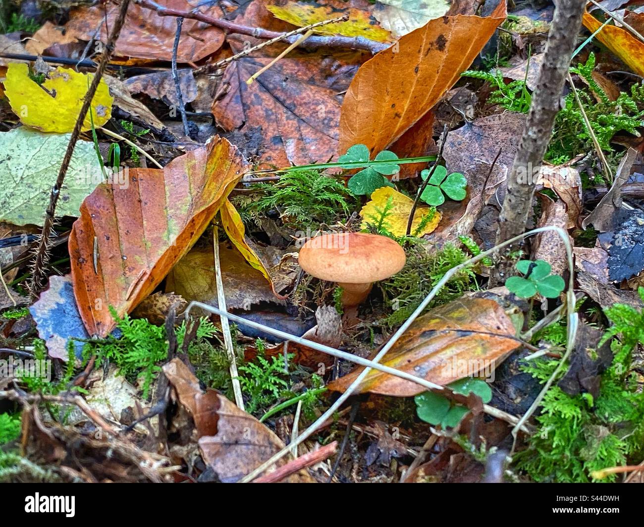 Nahaufnahme von Waldpilzen umgeben von Moos und Herbstblättern in einem Wald im Süden Münchens. Stockfoto
