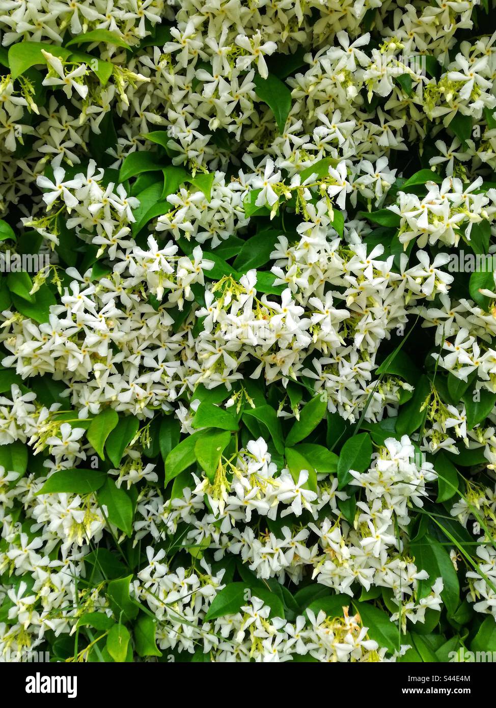 Jasmin - Smartphone-aufgenommenes Stockfoto