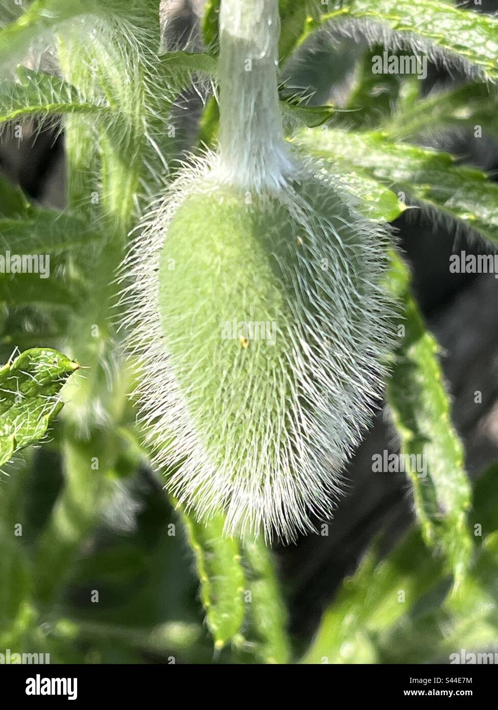 Poppy vor der Blüte Stockfoto