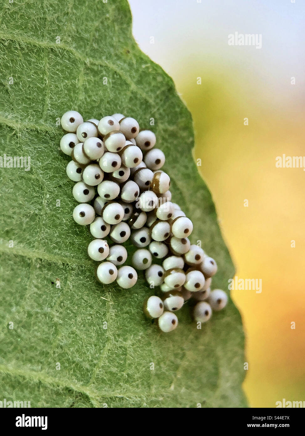 Puffspitzeneier (Phalera bucephala) in einem Cluster auf einem seichten Blatt gelegt Stockfoto