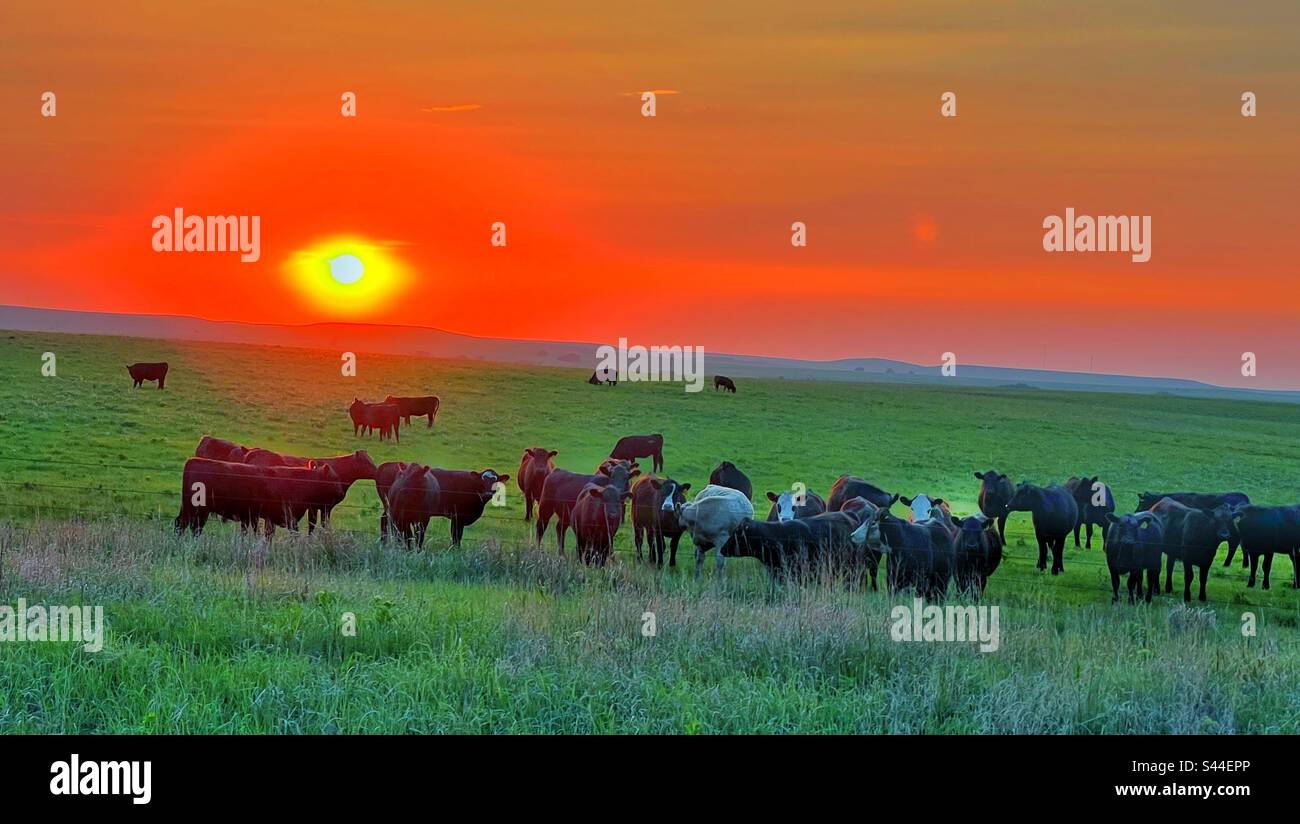 Rinder, die am Ende des Tages den Sonnenuntergang nehmen Stockfoto