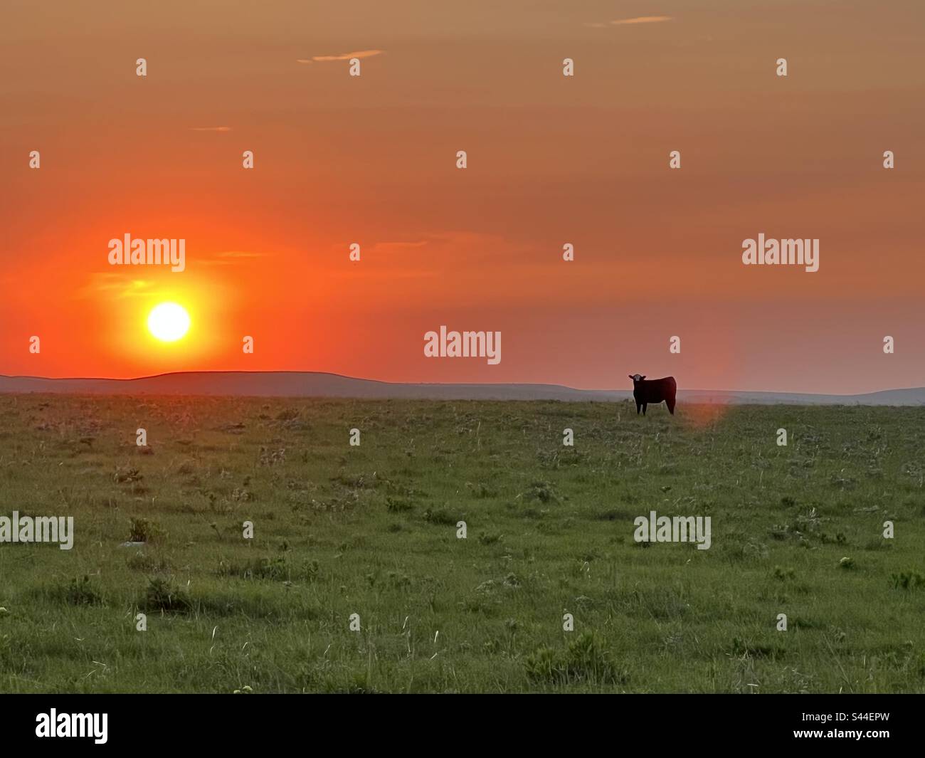 Rinder allein in der Abendsonne, während sie auf der Weide grasen. Stockfoto