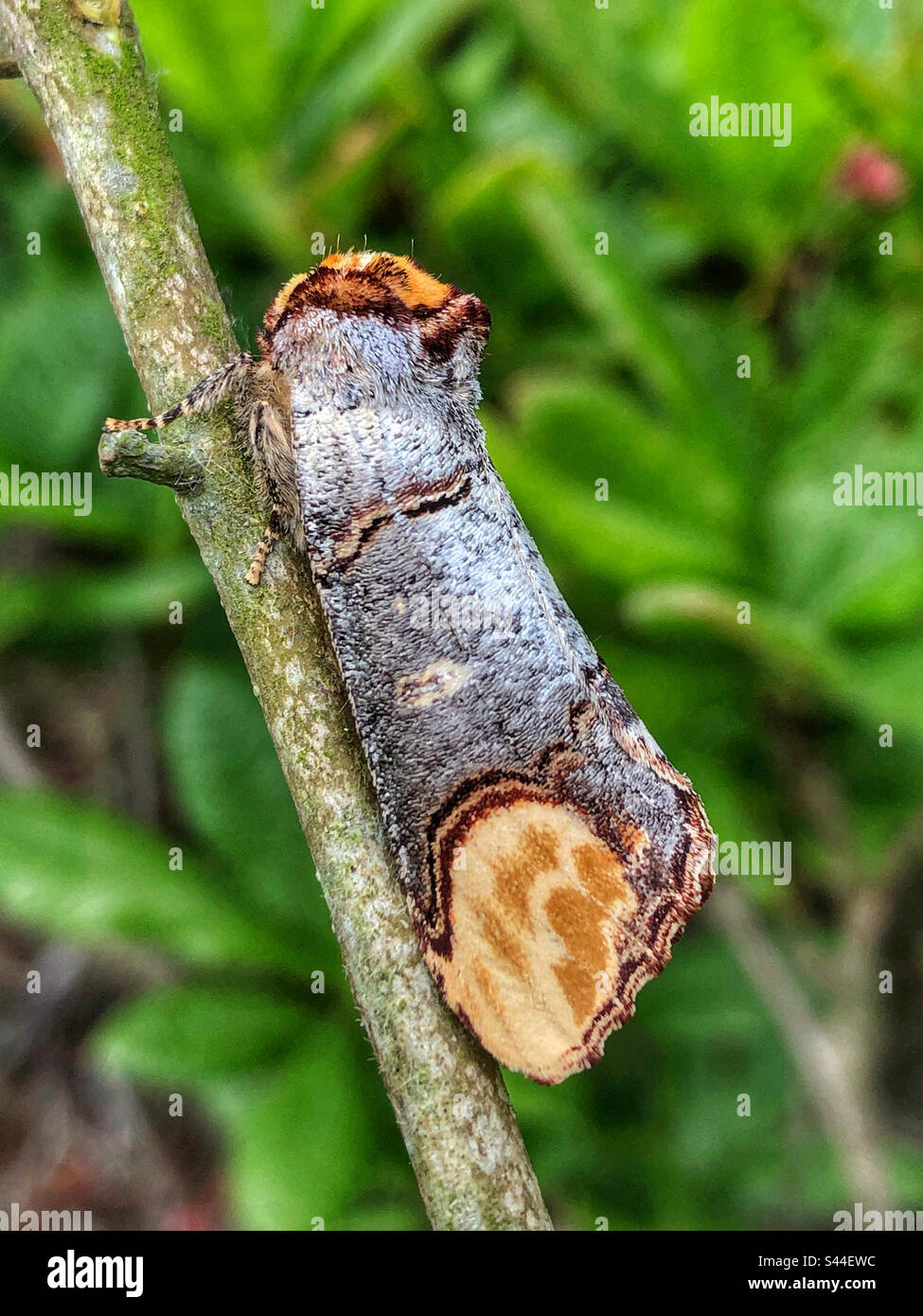 Muschelspitze (Phalera bucephala) - Smartphone-aufgenommenes Stockfoto