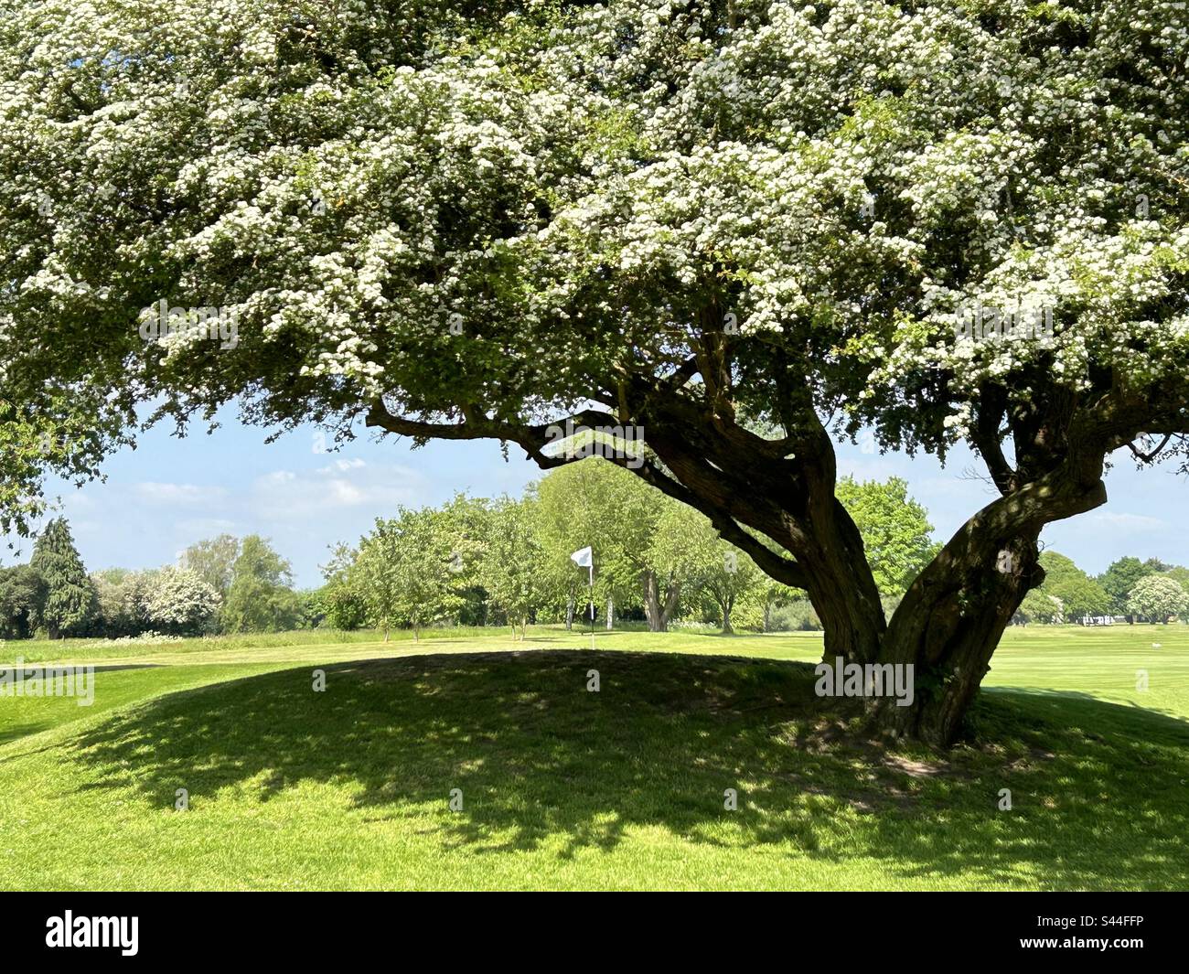 Wunderschöner Blütenbaum auf dem Oxford Golfplatz Lye Valley - Smartphone-aufgenommenes Stockfoto