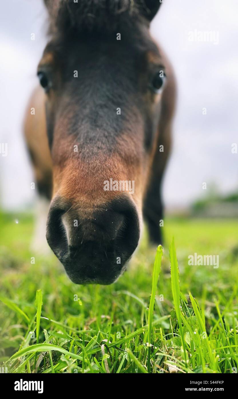 Die Nase eines Shetland-Ponys, das in die Kamera schaut Stockfoto