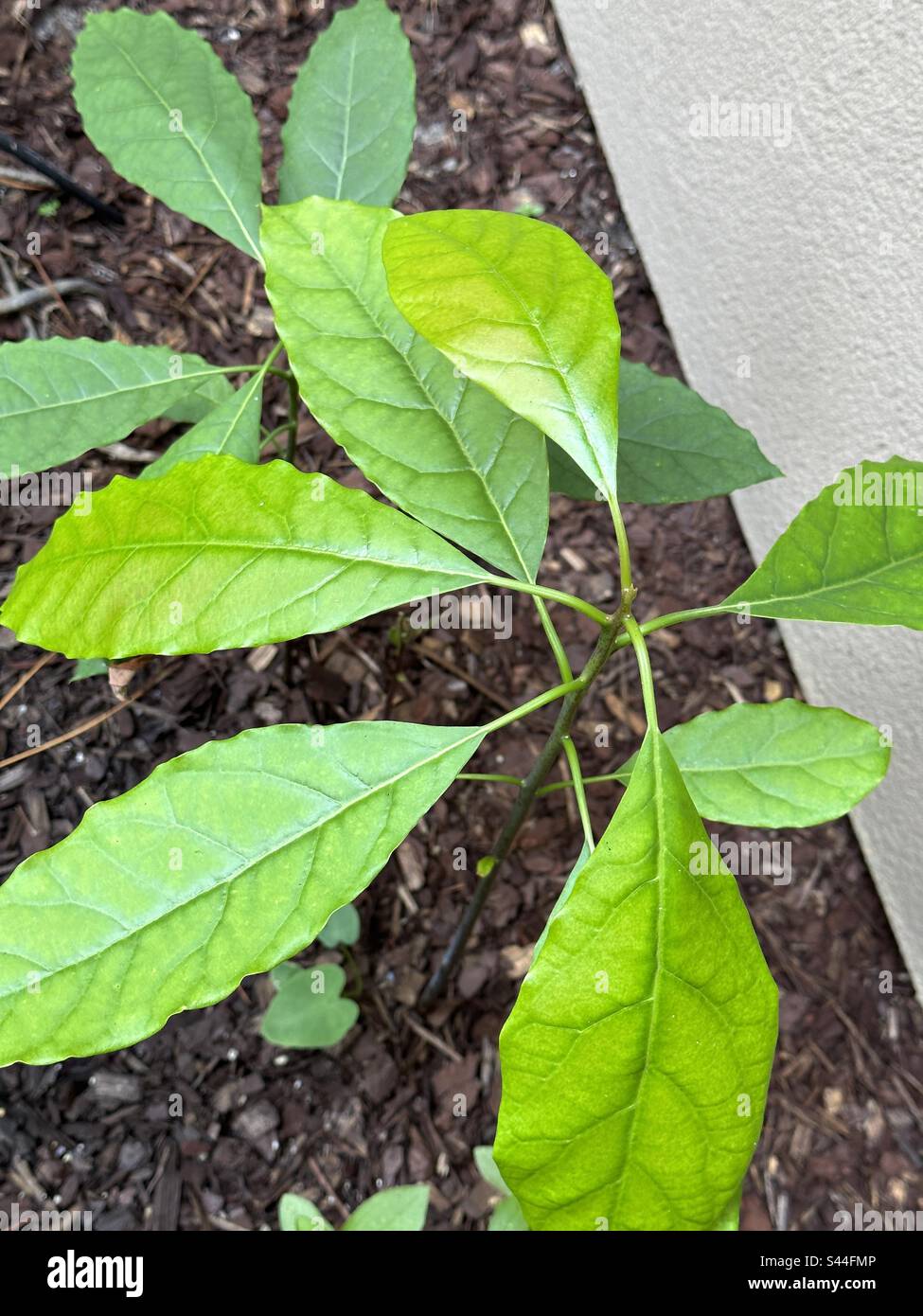 Avocado-Pflanzen aus Samen - Smartphone-aufgenommenes Stockfoto