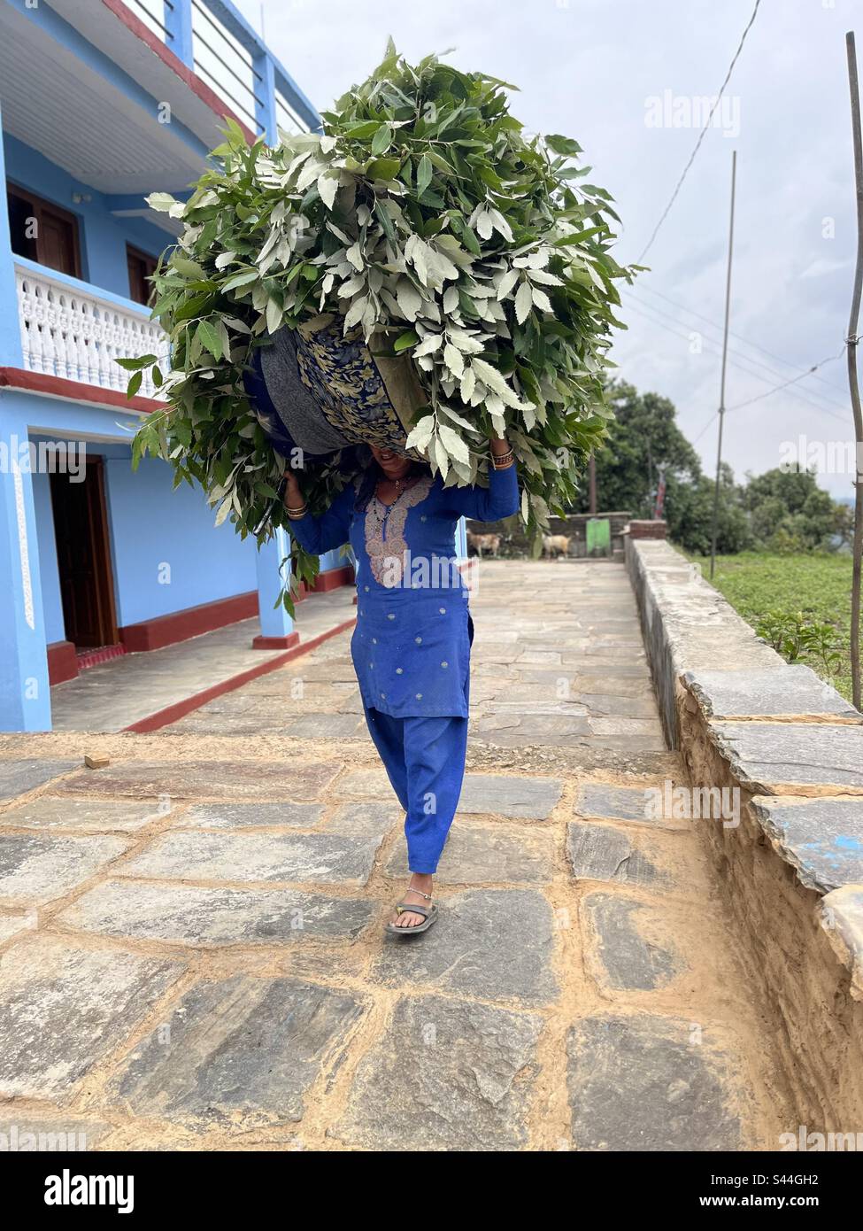 Eine Frau in traditionellem indischen Kostüm trägt eine schwere Ladung geschnittener Blätter für Viehfutter in einem Himalaya-Dorfhof Stockfoto