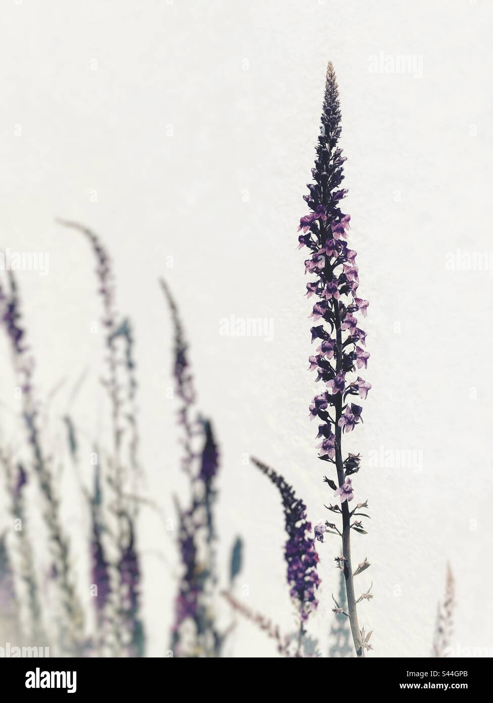 Wilde Blumen und Unkraut, lila Stockfoto