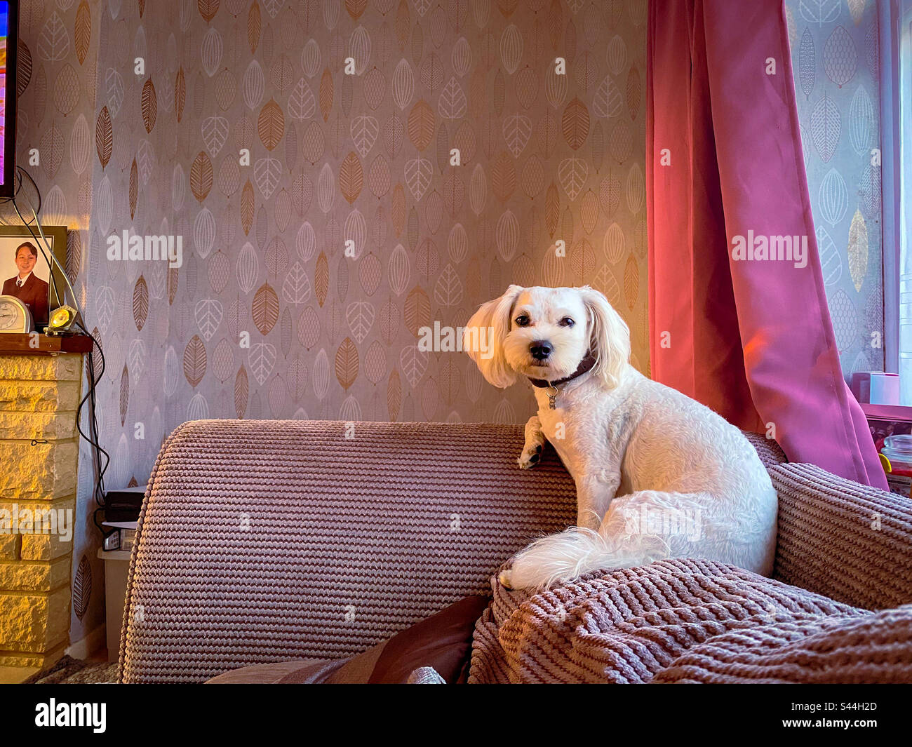 Ein kleiner, weißer Cavapoo-Hund saß auf einem Sofa. Stockfoto