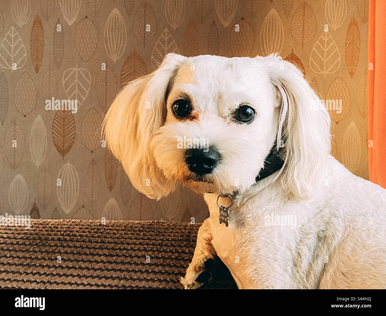 Porträt eines kleinen, weißen Cavapoo-Hundes, der auf einem Sofa saß. Stockfoto