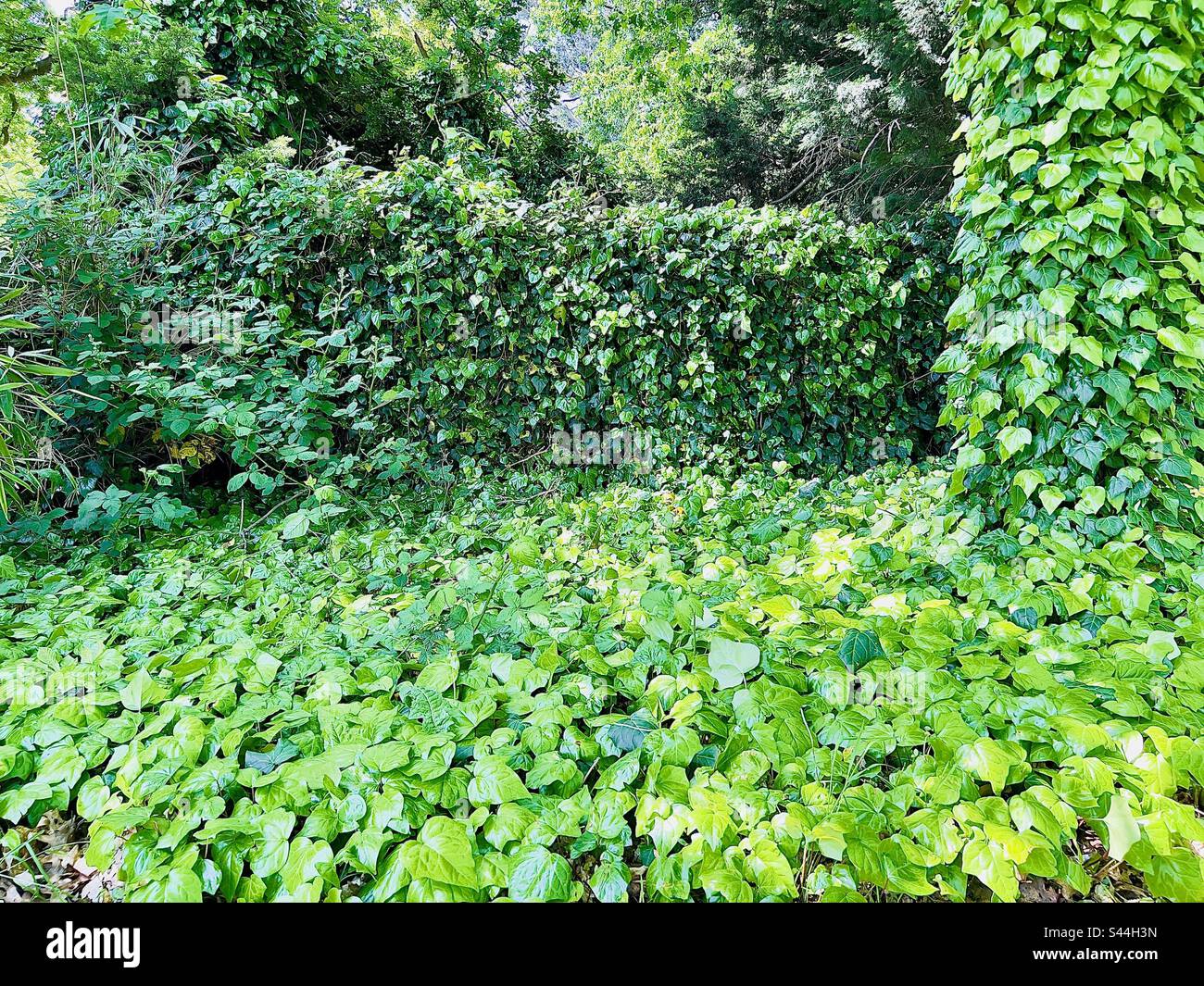 Grüne Blätter im Park bedecken sich wie ein Teppich Stockfoto