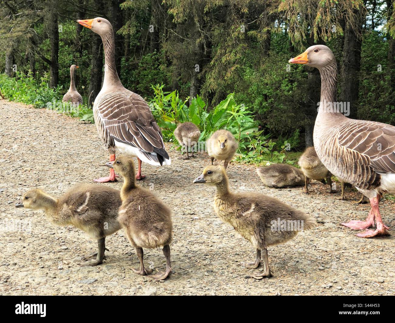 Gänse, Graugänse (Anser anser) mit jungen Gänsen, die den Weg blockieren - Smartphone-aufgenommenes Stockfoto
