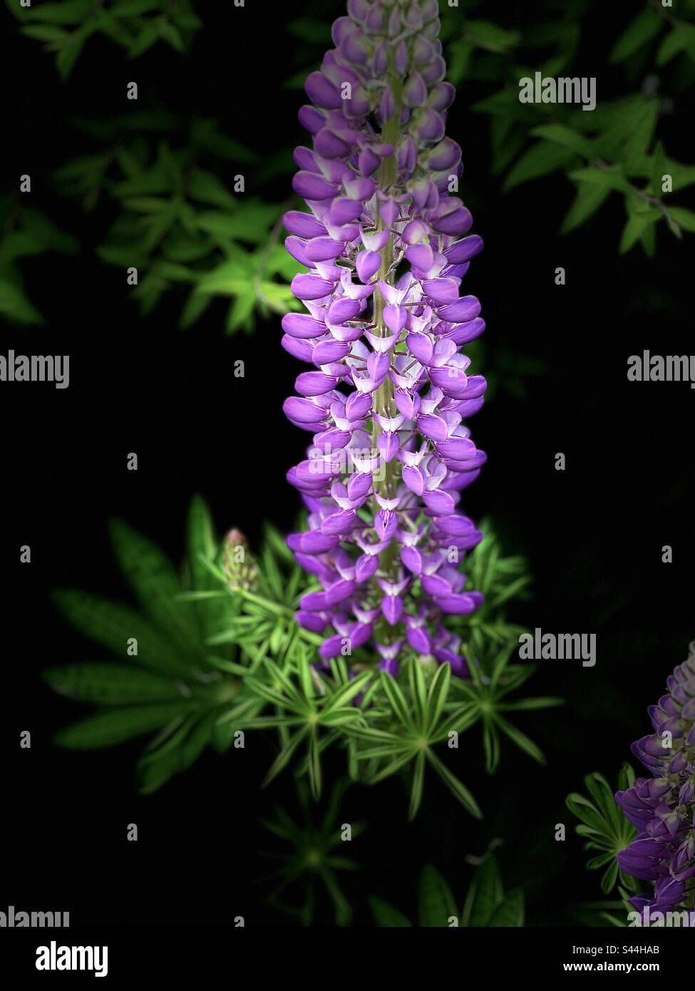 Lila Lupine mit grünem Laub Stockfoto